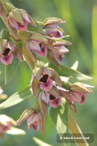 _MG_1854_Broad-leaved Helleborine.JPG